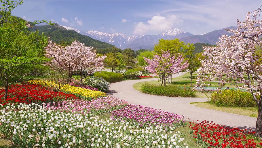 jardín de flores, durante el día, alpes, azumino, parque, en primavera, 03, Flor, planta floreciente, planta