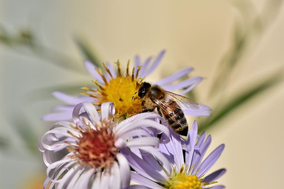 bee, honey bee, insect, aster, blossom, bloom, pollen, macro, flower, close up