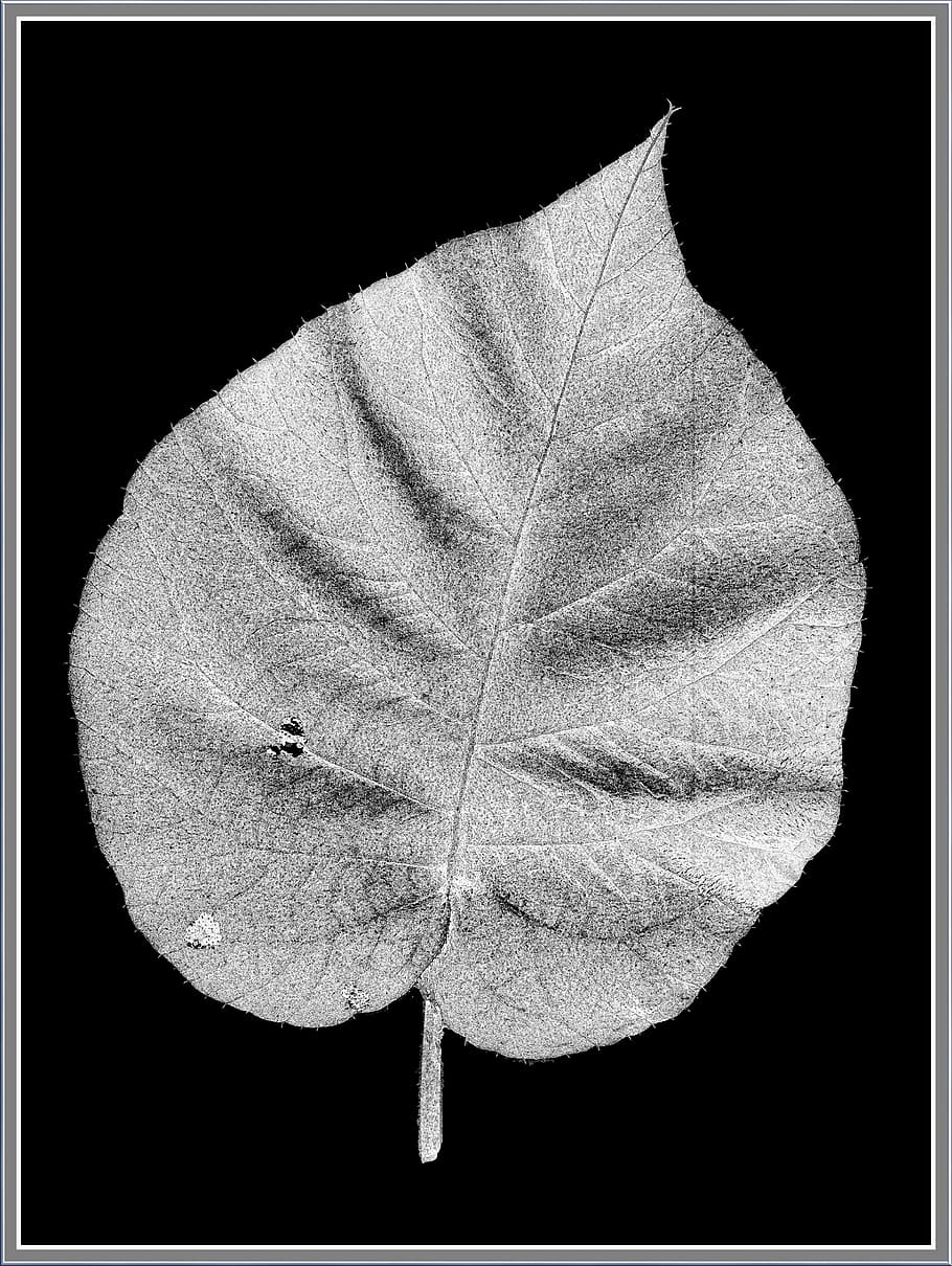 Leaf, Black, White, Scan, Grey Scale, black, white, monochrome, floral, flora, black background