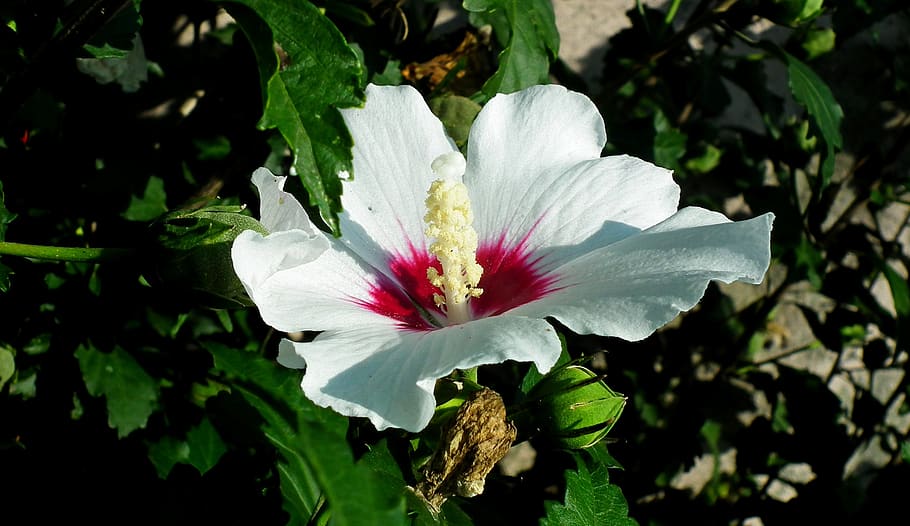 hibiscus, flowers, white, garden, hibiscus syriacus, summer, nature, the petals, stamens, blooming