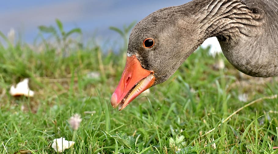 close-up photo, goose, standing, green, grass, wild goose, water bird, bird, nature, poultry