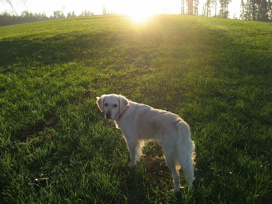 dog, sun, animal, landscape, golden retriever, grass, green, yellow, gold, sunlight