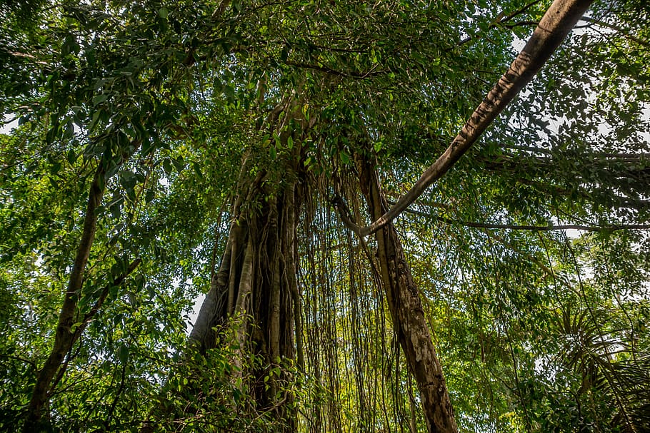 forest, tree, jungle, bali, indonesia, nature, wood, plant, growth, low angle view
