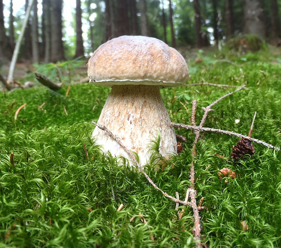 mushroom picking, boletus, moss, forest, nature, fungus, food, autumn, mushroom, freshness