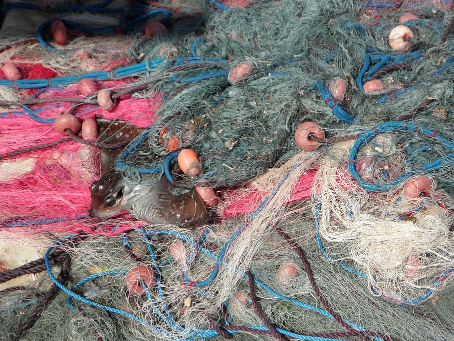 Fishing Nets, Caught, By Catch, catch, fang, fishing, fish, day, close-up, outdoors