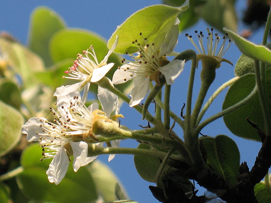 pear blossom, flower, garden, tree, blooming, season, april, flowering plant, plant, growth