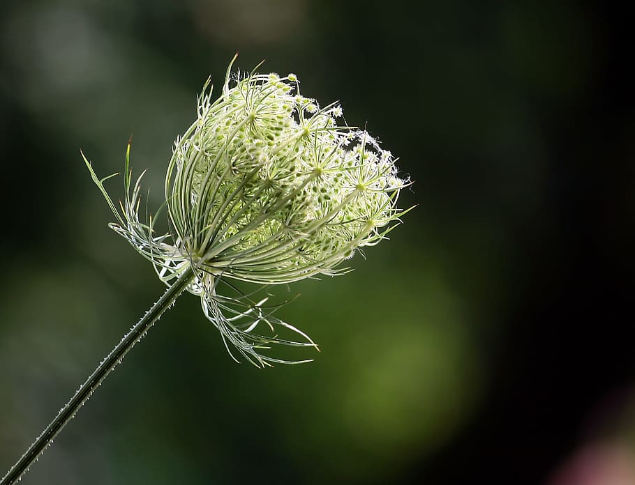 野生のニンジン 花 夏 自然 植物 クローズアップ 前景に焦点を当てる 自然の美しさ 成長 無人 Pxfuel