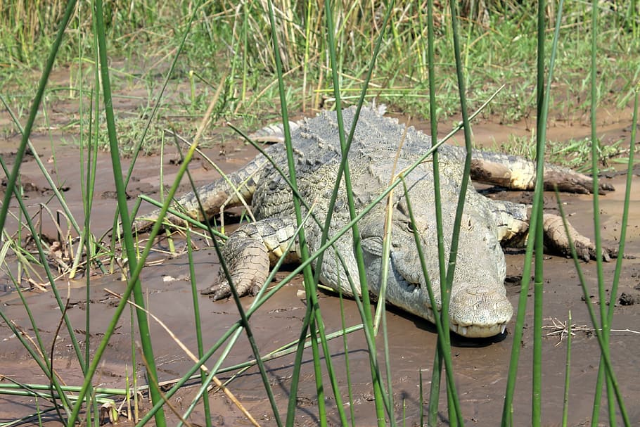Crocodile, Lake, Lake Chamo, Ethiopia, Nile, crocodile, reptile, animal, nature, wildlife, water