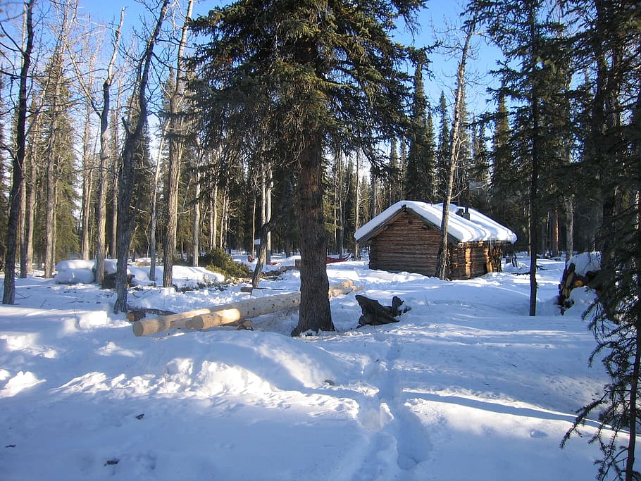 taman nasional denali, alaska, lanskap, log kabin, musim dingin, salju, es, langit, hutan, pohon