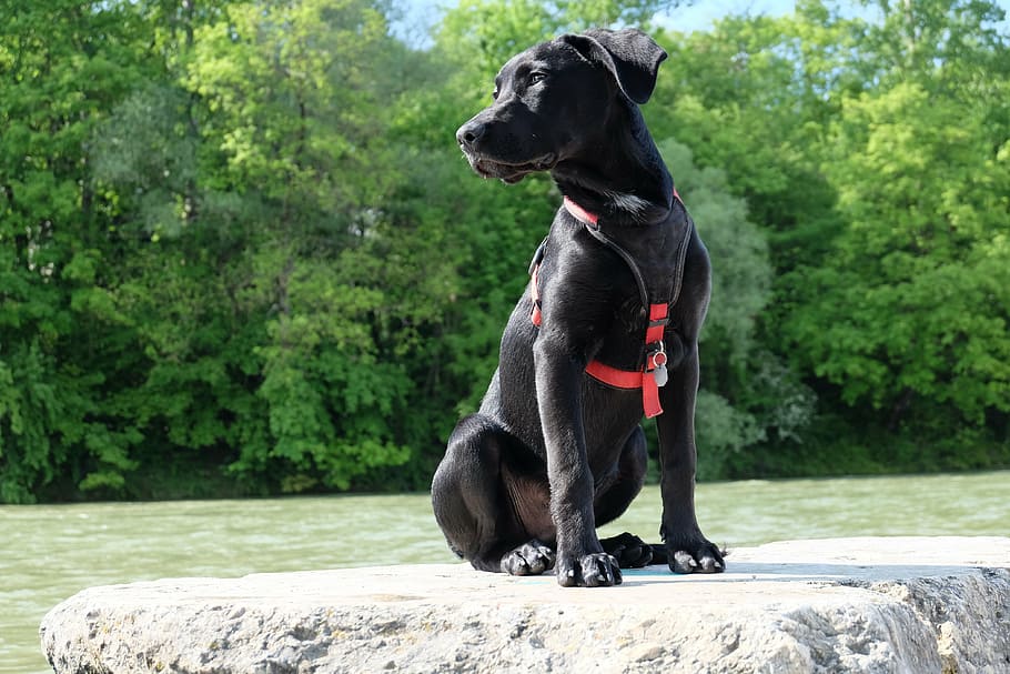 short-coated, black, dog, sitting, rock, body, water, daytime, sit, stone