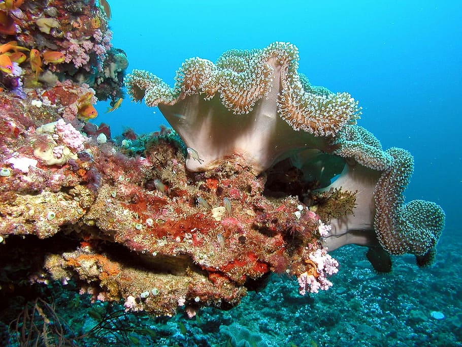 anémona de mar bajo el agua, maldivas, viaje, color, bajo el agua, corales, colores, mar, profundidad, arrecife