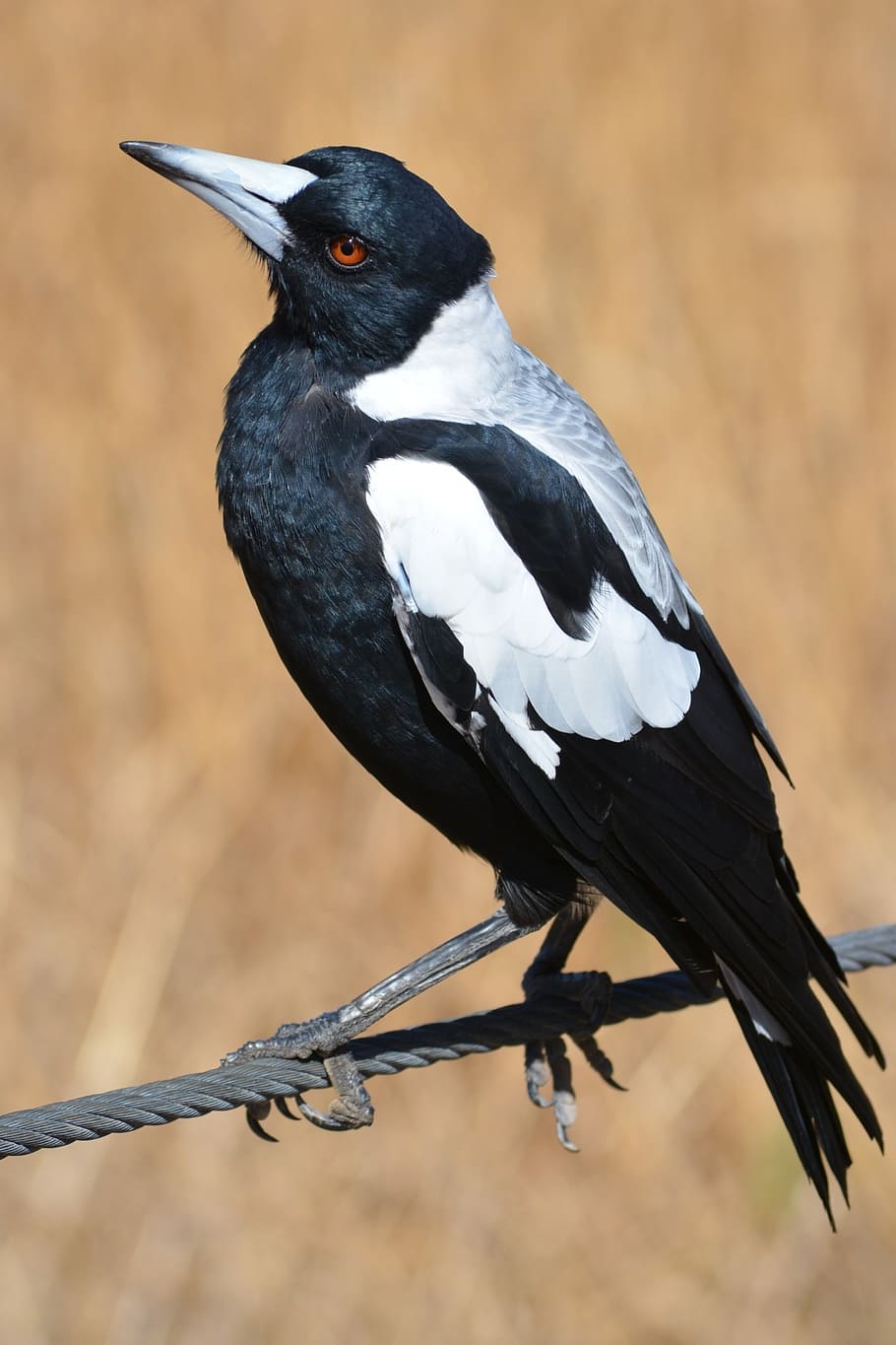 black, white, crow, magpie, australian, australia, nature, bird, birds, wildlife