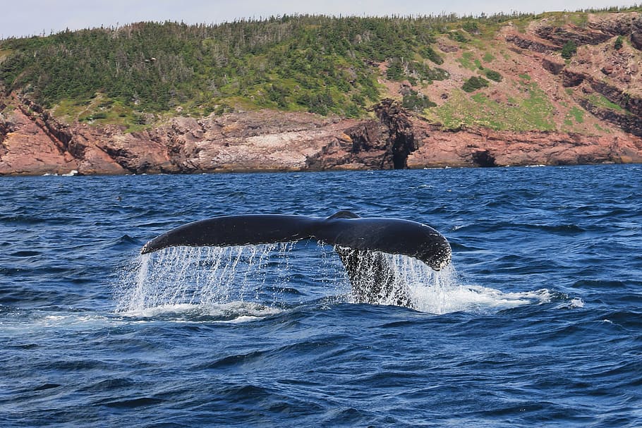 black, whale, diving, body, water, daytime, humpback, mammal, baybulls, newfoundland