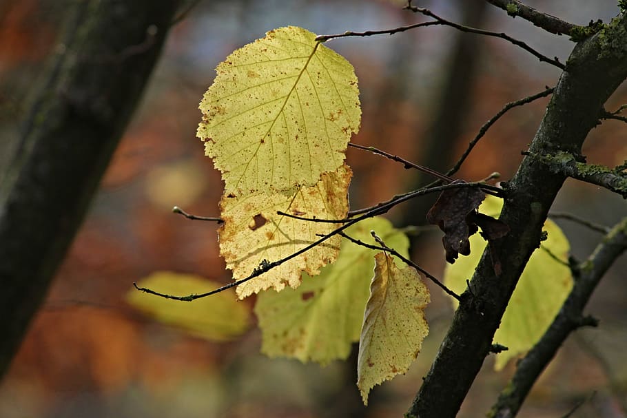 leaves, autumn, fall foliage, fall leaves, nature, autumn colours, fall color, forest, branches, passed