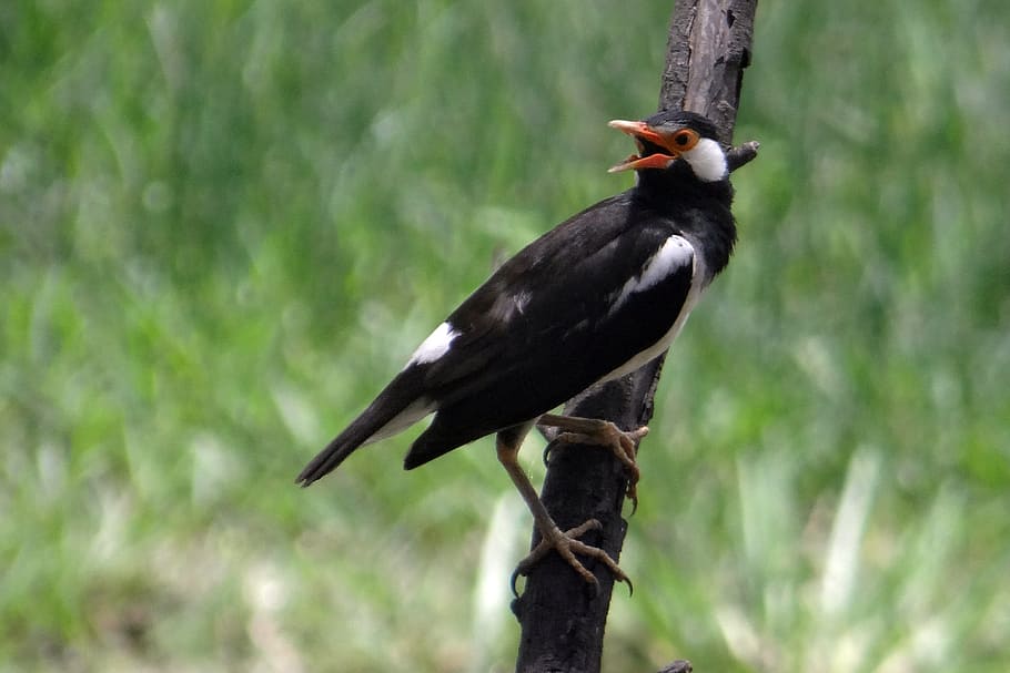 pied myna, starling, asiático starling pied, gracupica contra, pájaro, parque nacional bharatpur, santuario de aves, bharatpur, india, vida silvestre animal