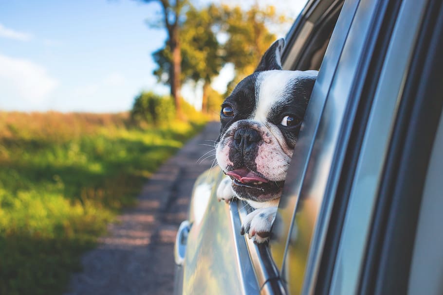 black, white, boston terrier, looking, outside, adorable, animal, canine, car, cute