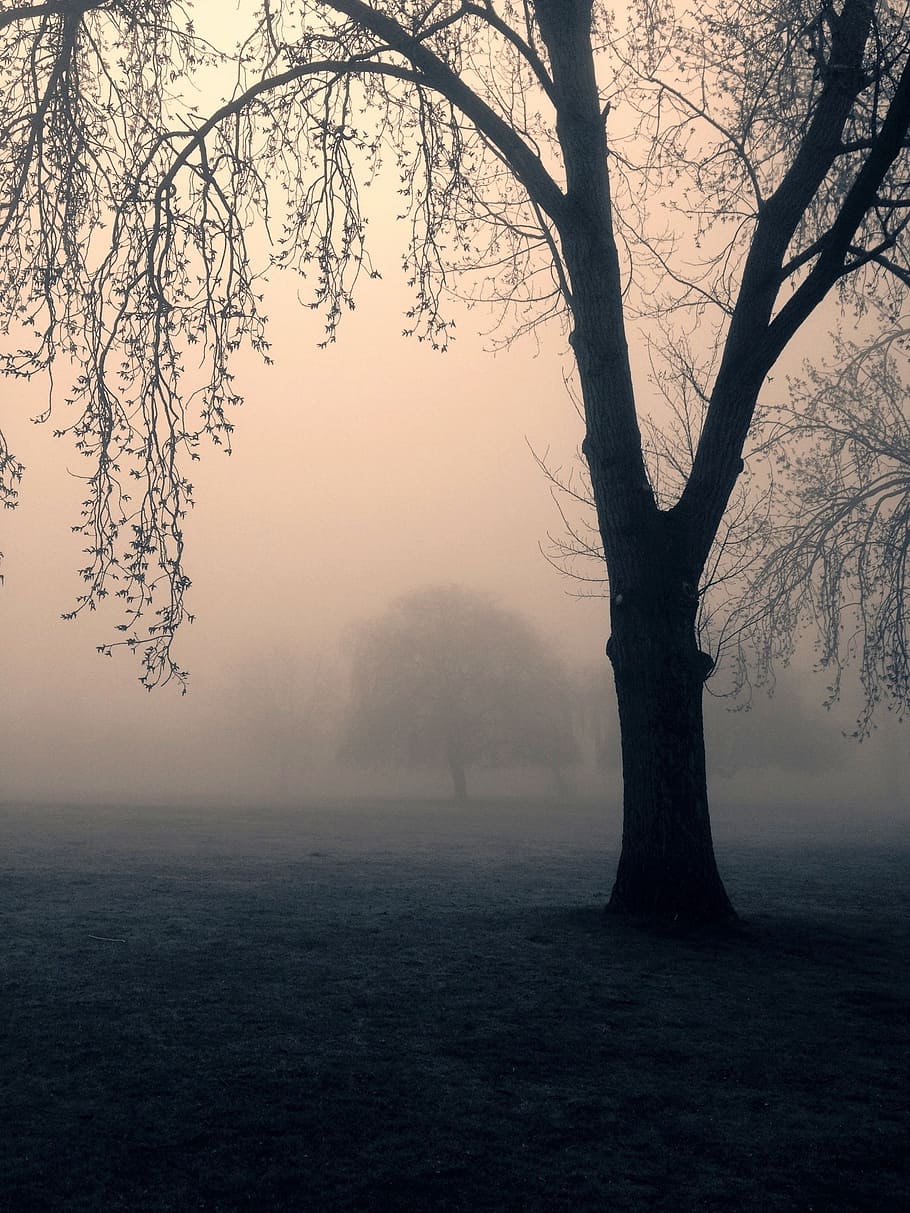 tree during fog, trees, spooky, mist, park, nature, tree, dark, scary, night