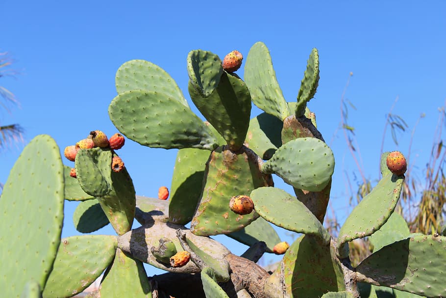 Cactus, Prickly Pear, Sting, Spain, nature, plant, prickly Pear Cactus, leaf, green Color, blue