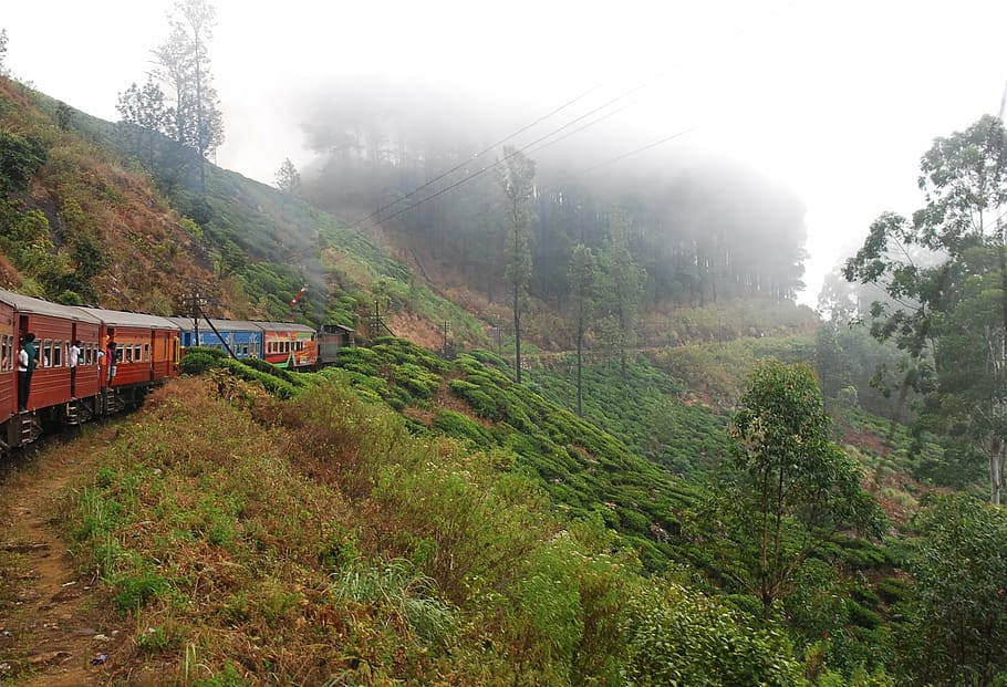 red, blue, train, travelling, mountain, daytime, black, surrounded, green, plants