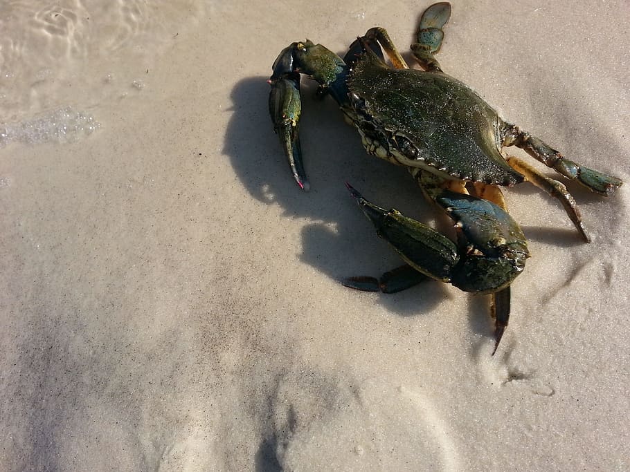 Crab, Seafood, blue, innerarity, claw, sea, animal, nature, food, beach