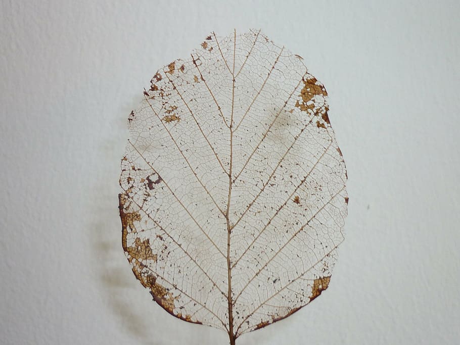 leaf, skeleton, leaf skeleton, dry, nature, plant part, indoors, close-up, studio shot, gray