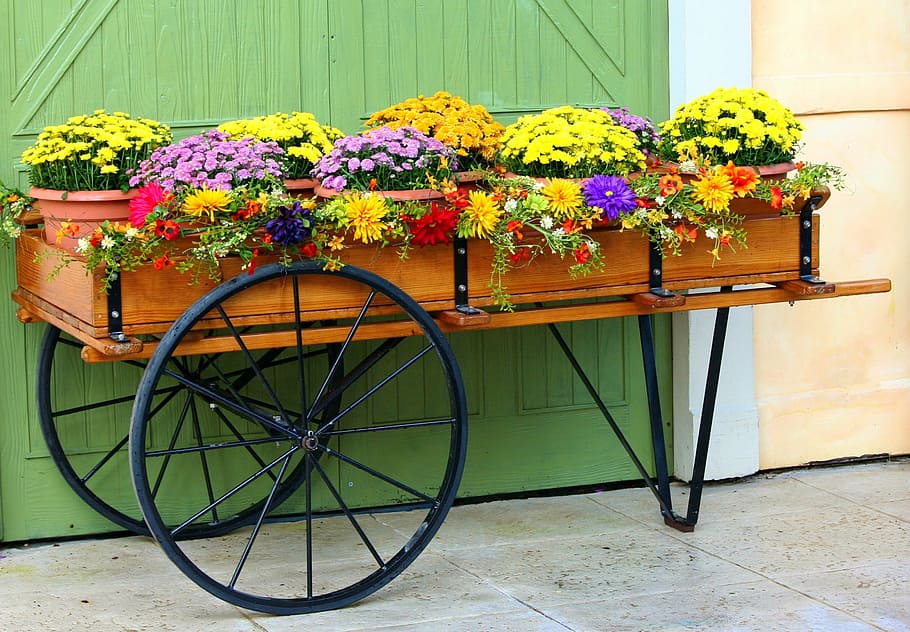 brown, wooden, carriage, flowers, flower cart, wagon, mums, chrysanthemums, floral, gardening