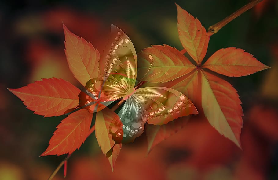 marrón, multicolor, mariposa de cola de golondrina, encaramado, rojo, hoja, primer plano, fotografía, arreglo, mariposa