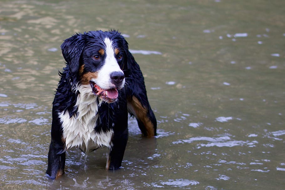 animals, dog, bernese mountain dog, animal portrait, in the water, canine, one animal, pets, domestic, domestic animals