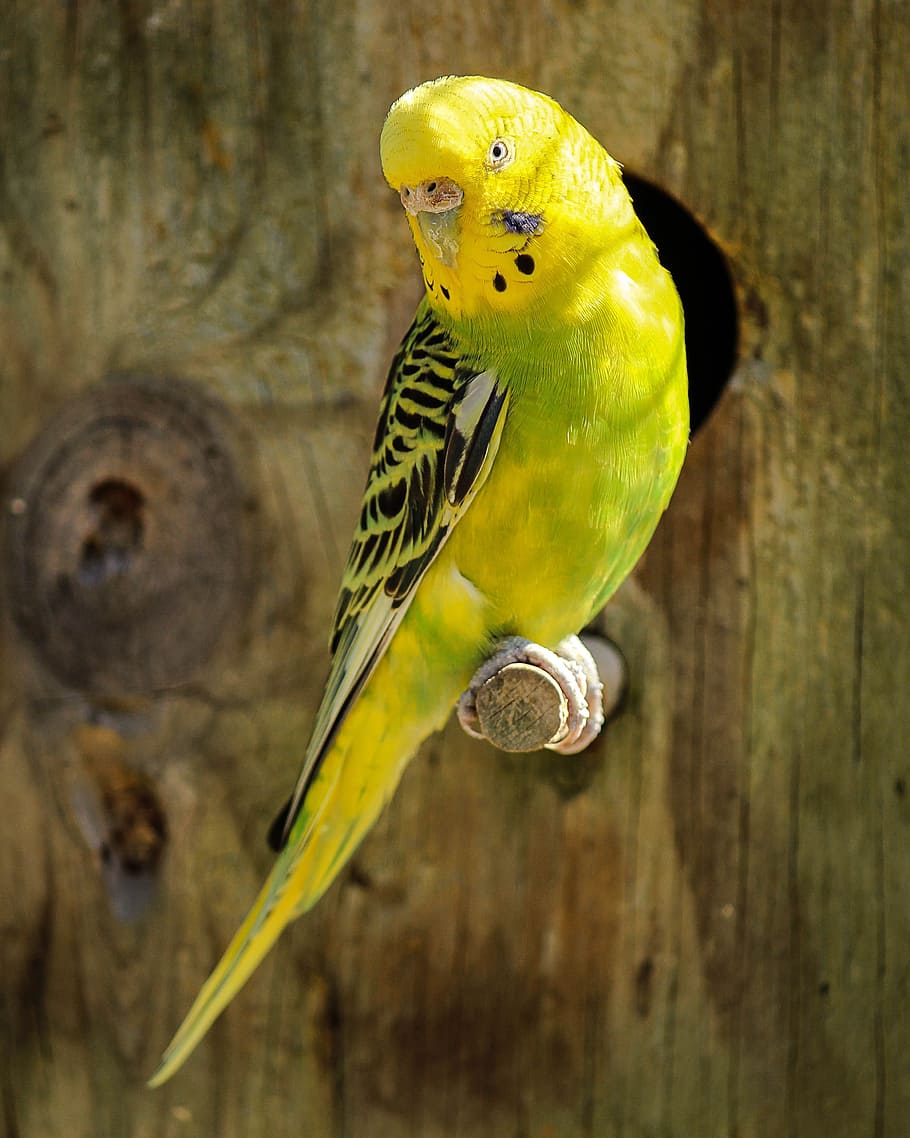 yellow, green, budgerigar, branch, parakeet, yellow parakeet, green parakeet, bird, parrot, pet
