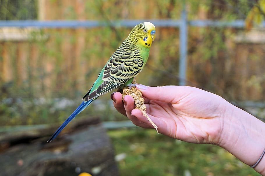 Amarillo, verde, pájaro, durante el día, periquito, periquito en la mano, alimentación, confianza, animal, lindo