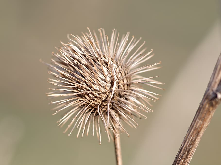 velcro czepy, burdock, the ball, flower, dried, cling, seeds, plant, balls, flowers