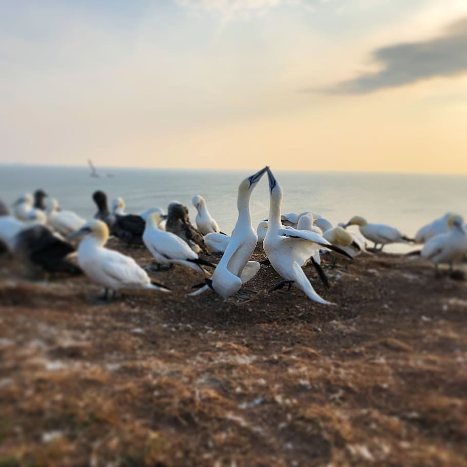 helgoland, north sea, sea, sea island, bird, northern gannet, rock, group of animals, beach, water