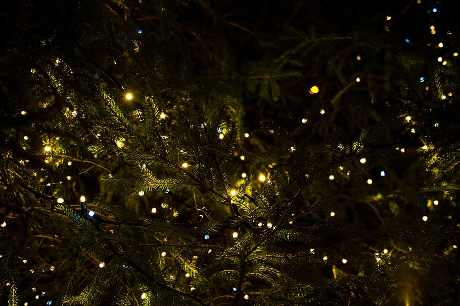 turned, string lights, trees, green, christmas, tree, lights, decor, night, illuminated