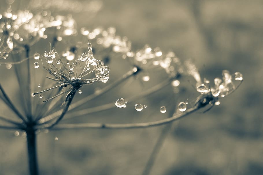 time-lapse photography, dewdrops, bare, flower, cobweb, drops, rosa, the stem, spider's web, meadow