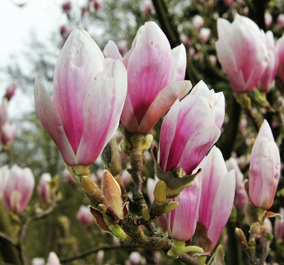 magnolia, cáliz de flores, fragante, rosa, magnoliengewaechs, magnoliaceae, primavera, mayo, época del año, floración temprana