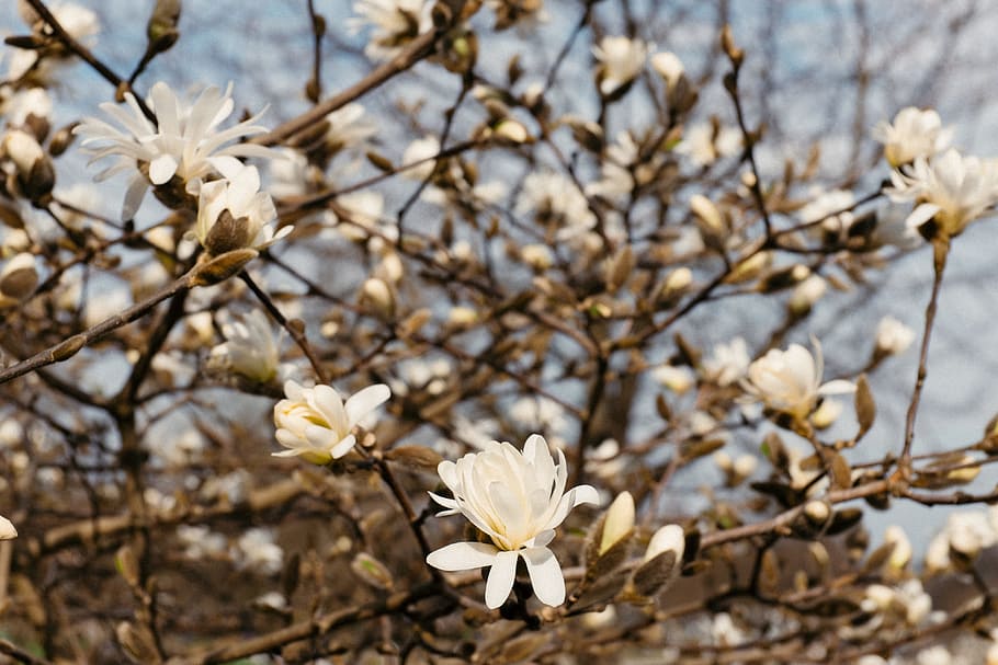 マグノリアの花 マグノリア 花 自然 木 春 枝 植物 季節 屋外 Pxfuel