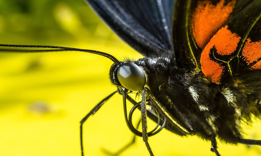 butterfly, insect, eyes, probe, proboscis, rolled up, close, macro, animal themes, animal