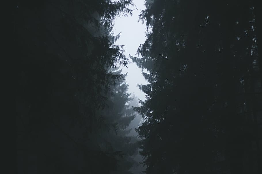 pinos, blanco, cielo, durante el día, arriba, vista, árbol, alrededores, niebla, árboles