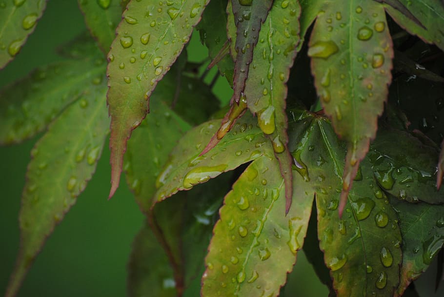 Drop, Acer, Leaf, Season, Light, green, natural, nature, outdoor, water