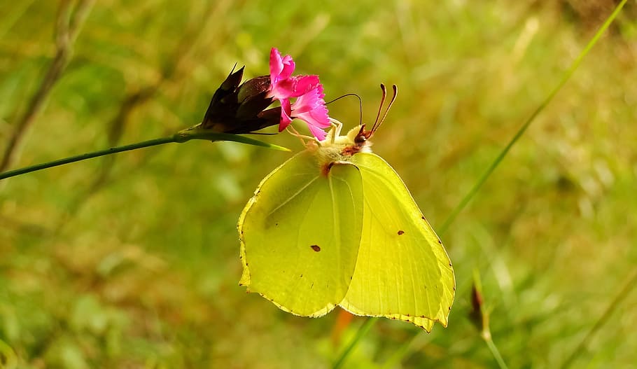 nature, flower, at the court of, plant, leaf, insect, butterfly day, latolistek sulphur butterfly, lawn, flowering plant