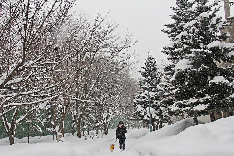 winter, snow, beautiful, park, tree, morning, snow-caped, white, grey, walking