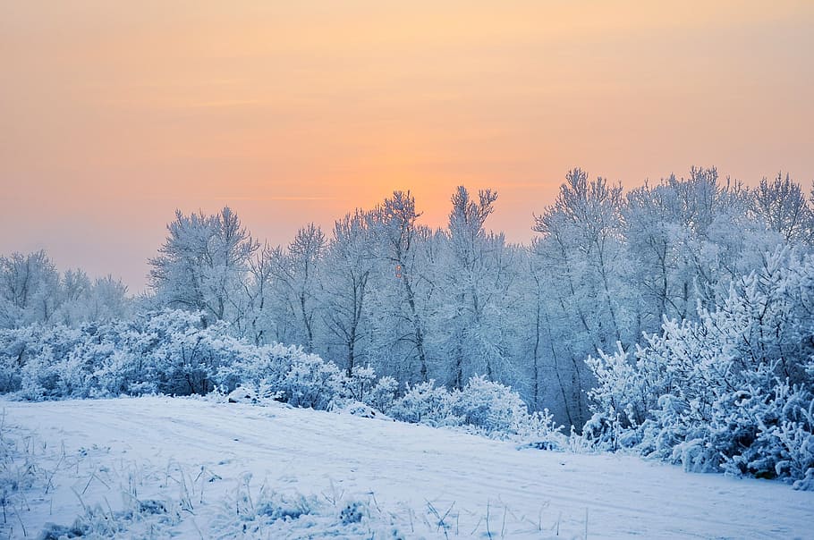 branco, árvores de neve, hora do dia, árvores, dia, hora, neve, inverno, paisagem, ramos