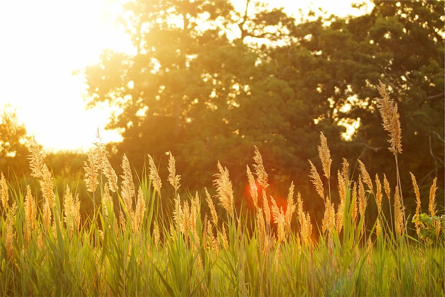wheat grass, sun rays, landscape, photography, wheat, field, near, trees, daytime, sunset