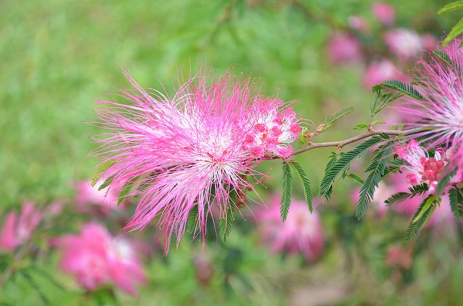 flower, plush flower, pink, mellow, flowering plant, plant, pink color, freshness, beauty in nature, growth
