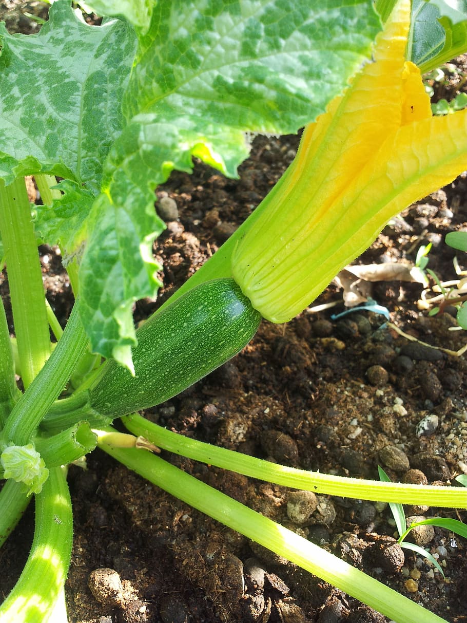 vegetable, organic, squash, zucchini, garden, green color, growth, plant part, leaf, plant