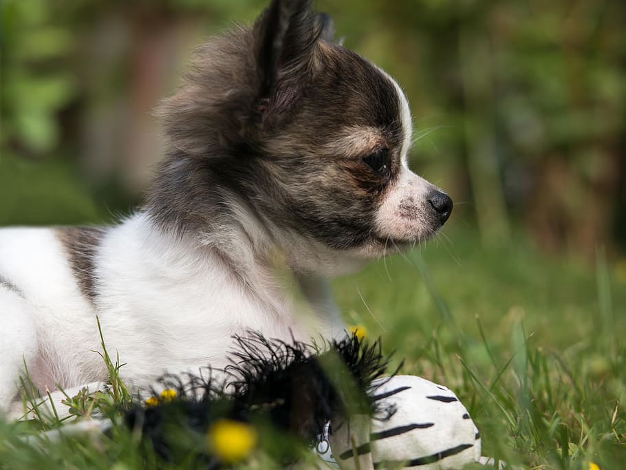 chihuahua, dog, puppy, baby, play, young, chiwawa, cute, small, small dog