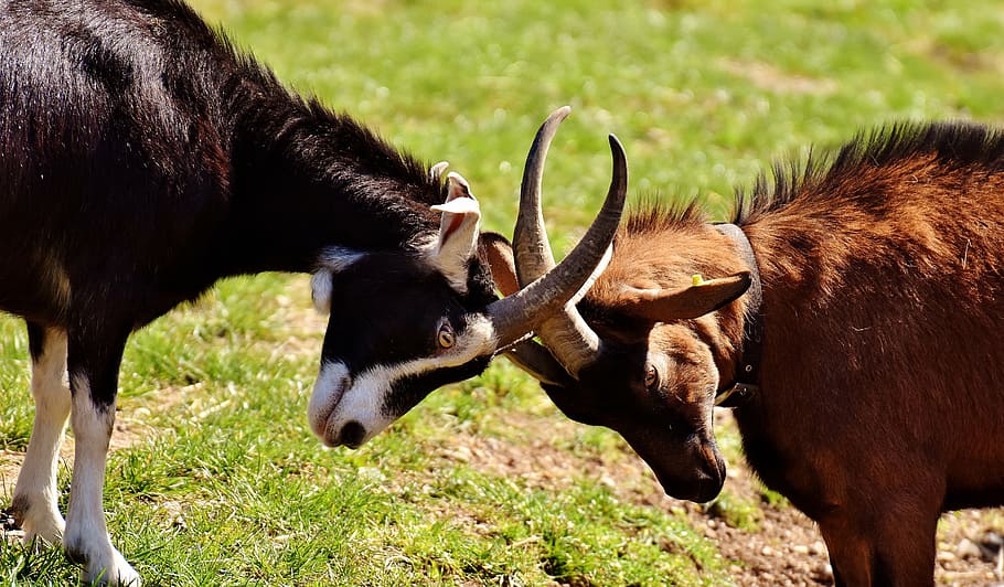 black, brown, goats, play, fight, domestic goat, cute, fighting stance, animal, bock