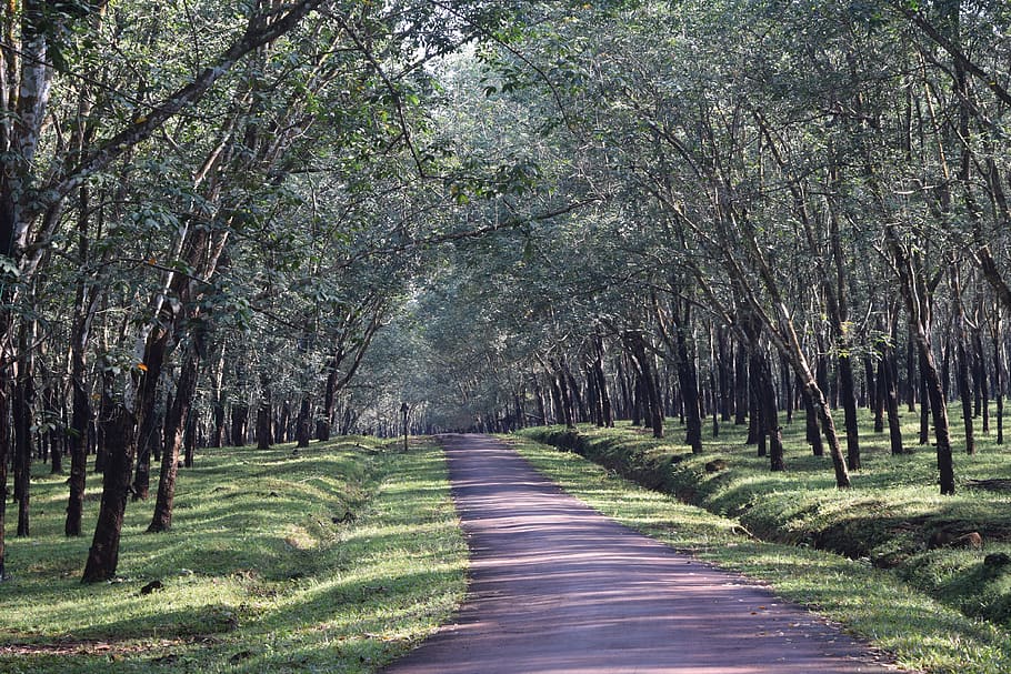 rubber forest, rubber garden, old rubber, beautiful landscape, tree, plant, the way forward, direction, tranquility, growth