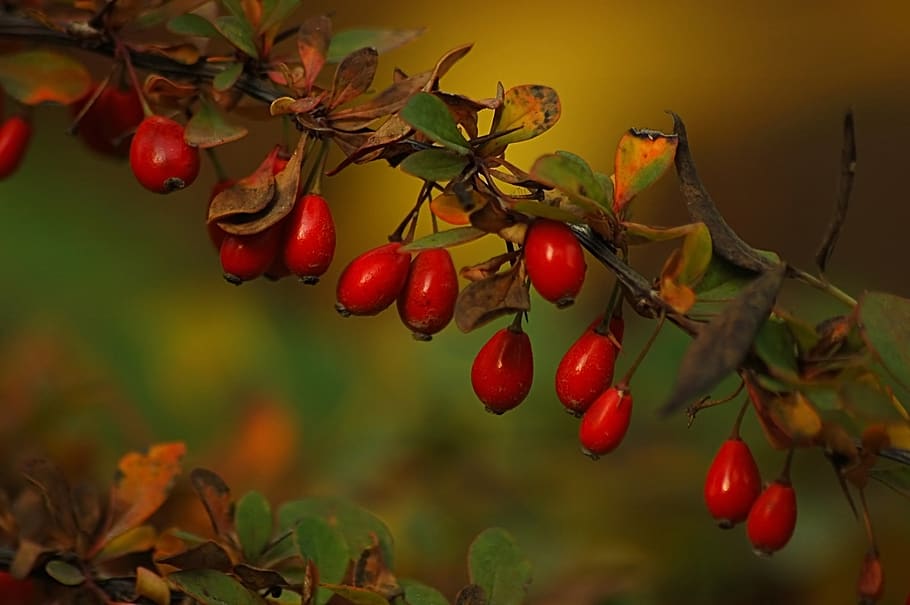 barberry, red, berry, autumn, leaves, yellow, ripe, bright, macro, bush