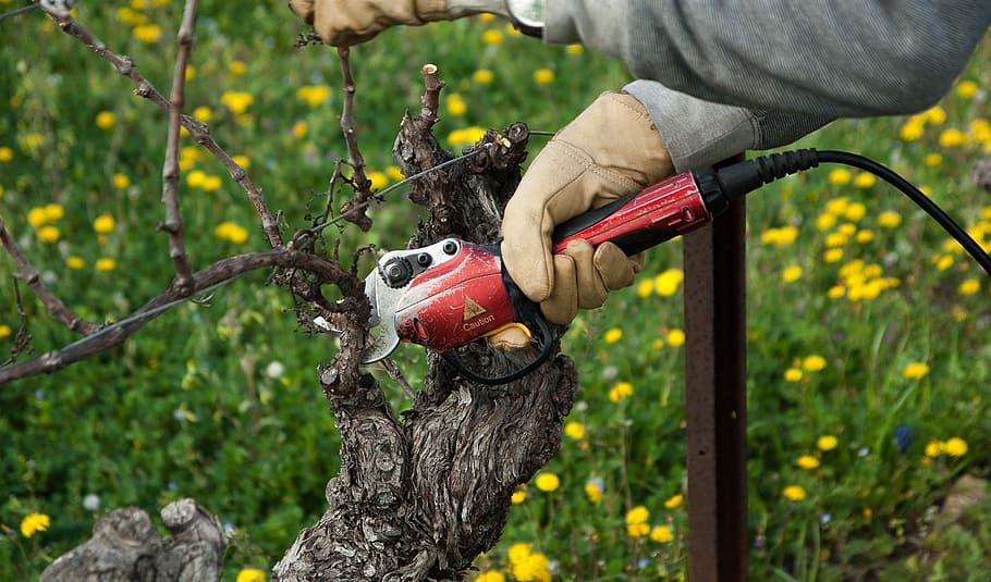 vine, vineyard, secateur, size, winegrower, hand, human hand, one person, plant, tree